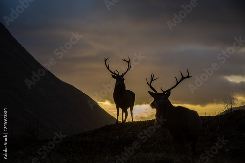 Male stag silhouetted against a sunset sky