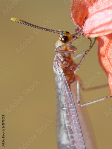 Insecte fourmi-lion à grandes ailes et longues antennes posé sur une fleur rose dans le sud de la France. photo