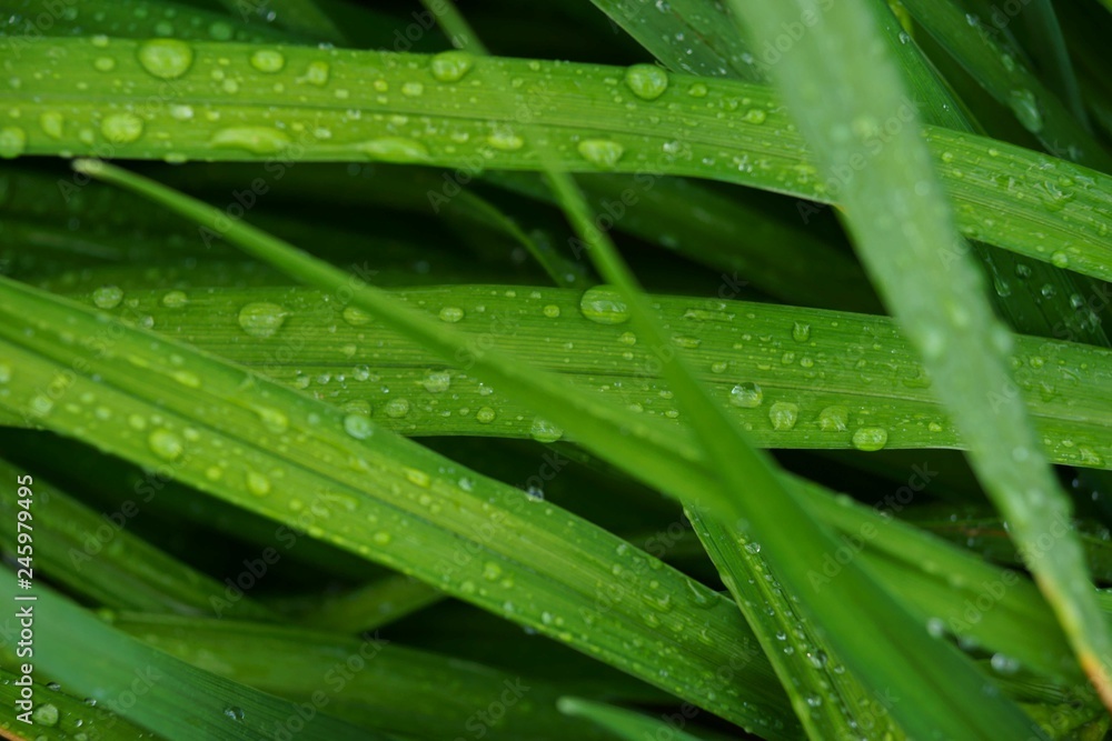 Raindrops on leaves Raindrops on leaves