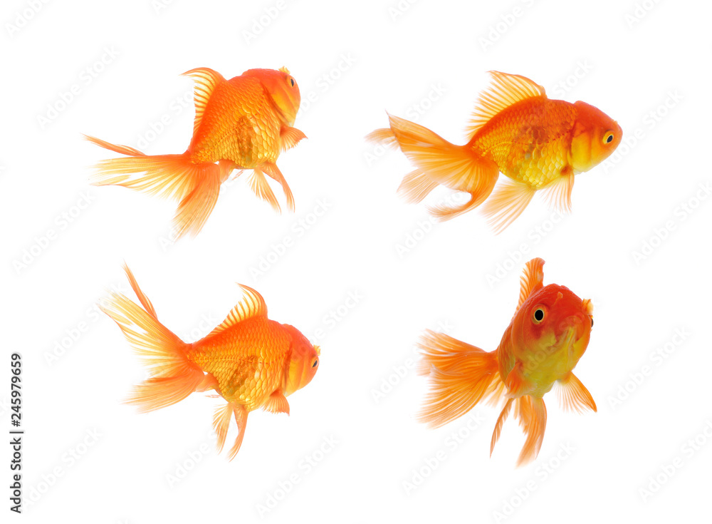 Fototapeta premium goldfish fish isolated on white background