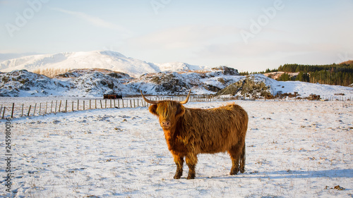 Scottish highland cow, standing on snow covered farmland, looking at the camera
