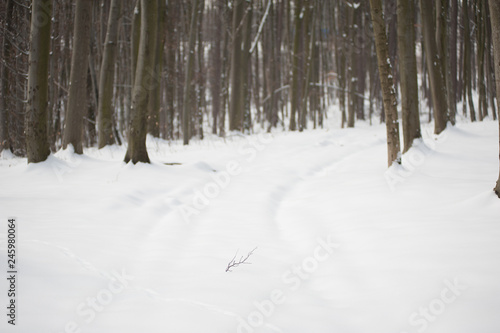 Beautiful nature of winter forest