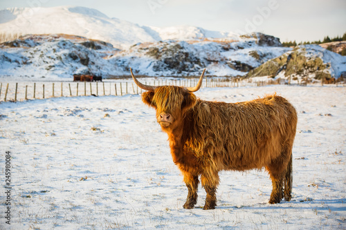 Scottish highland cow, standing on snow covered farmland, looking at the camera