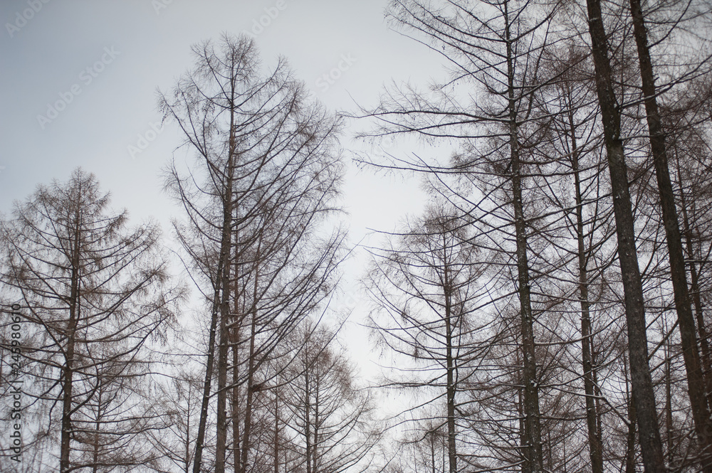 Beautiful nature of winter forest