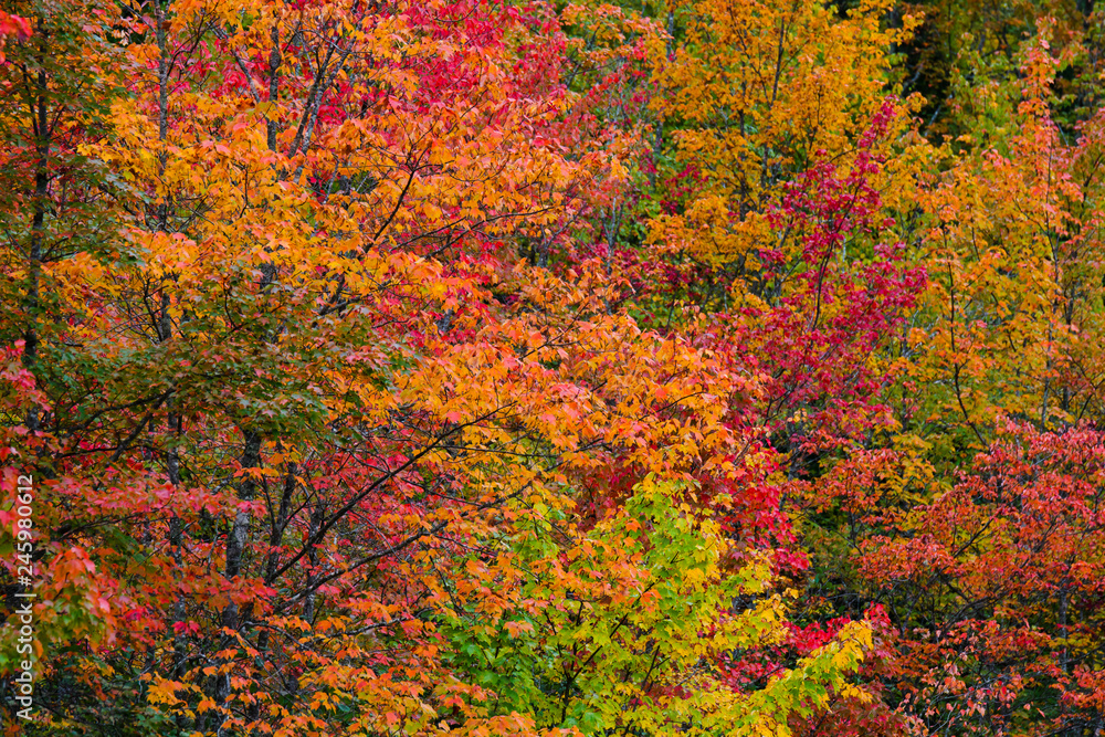 Fall Reds Fall Reds