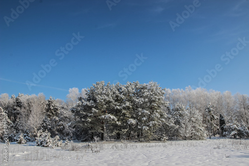 Winter landscape near the forest