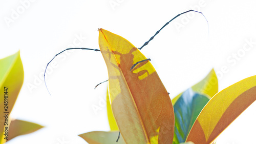 Insecte noir avec carapace et grandes antennes. Grand capricorne de la famille des longicornes, coléoptère, caché derrière une feuille en ombre chinoise. photo