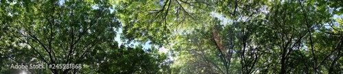 panorama forest. deciduous trees