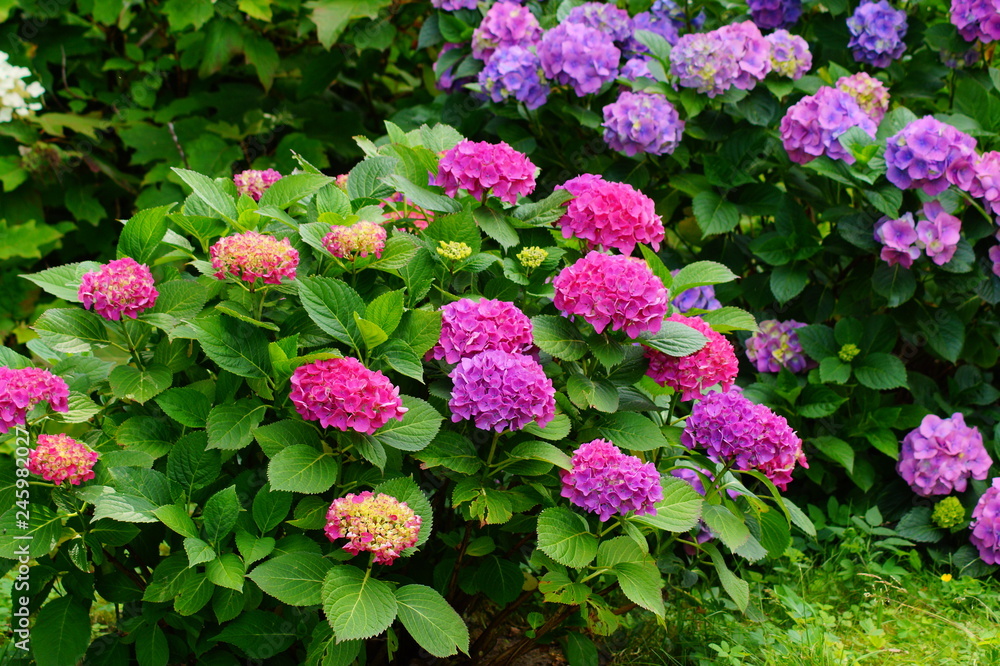 Hydrangea macrophylla - Hortensia flower - Beautiful bush of hydrangea flowers in a garden Hydrangea macrophylla - Hortensia flower - Beautiful bush of hydrangea flowers in a garden