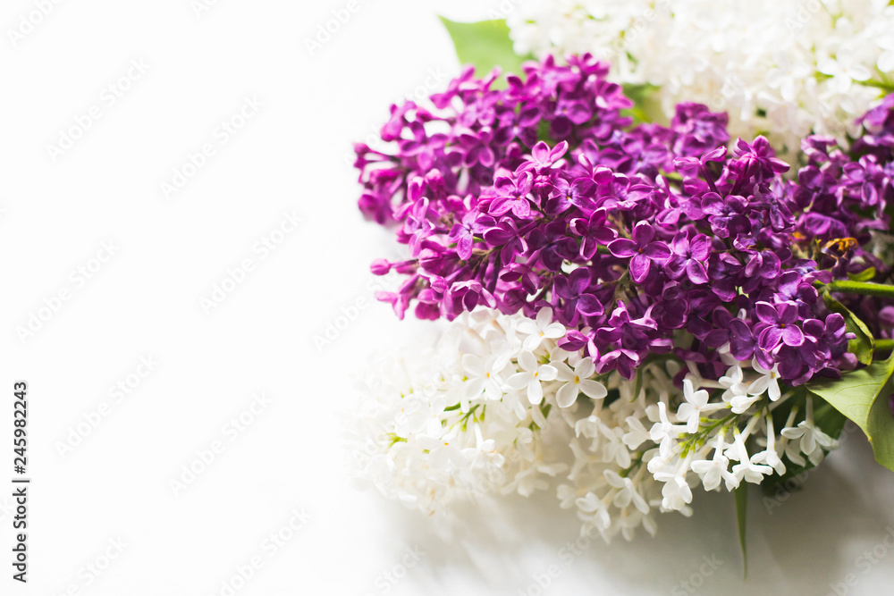 lilac branches on a white background close-up lilac branches on a white background close-up