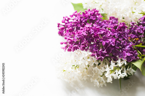 lilac branches on a white background close-up