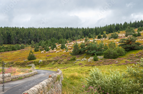 Brebis sur le Mont Lozère,Occitanie. photo