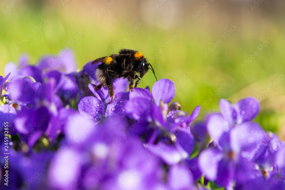 violets growing in a meadow violets growing in a meadow