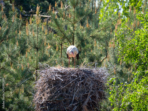 Fototapeta Naklejka Na Ścianę i Meble -  Bocian biały na gnieździe 
