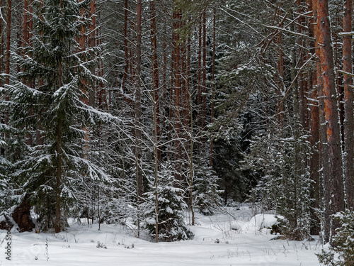 Russian forest