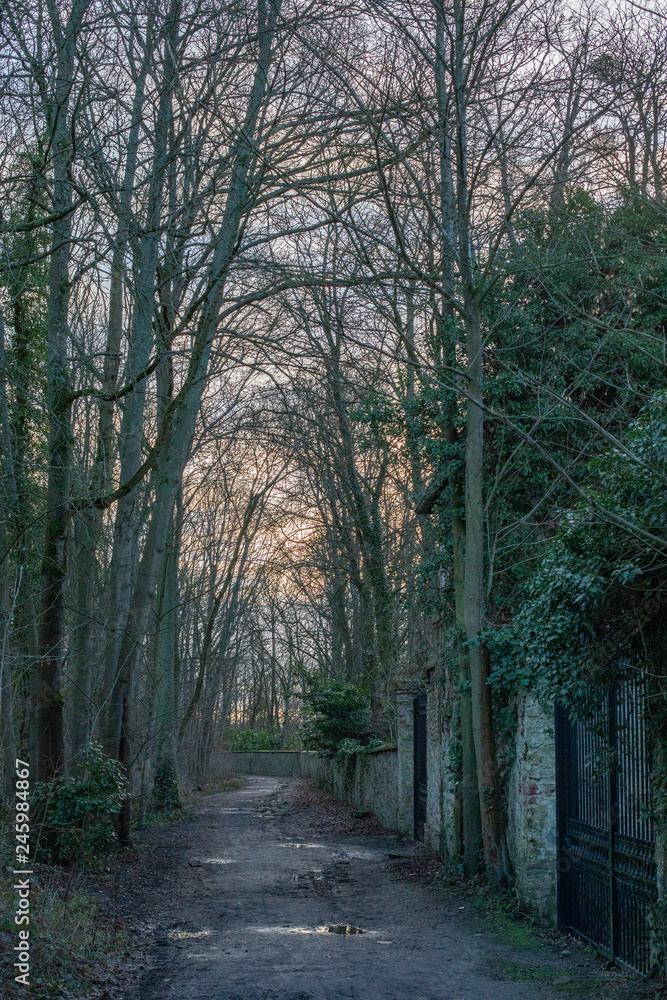 Naklejka premium Forêt du Château Louis XIV