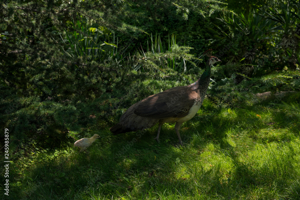 Female Peafowl/Peacock with chick walking through the grass in the Garden summer afternoon in Bulgaria, Europe Female Peafowl/Peacock with chick walking through the grass in the Garden summer afternoon in Bulgaria, Europe