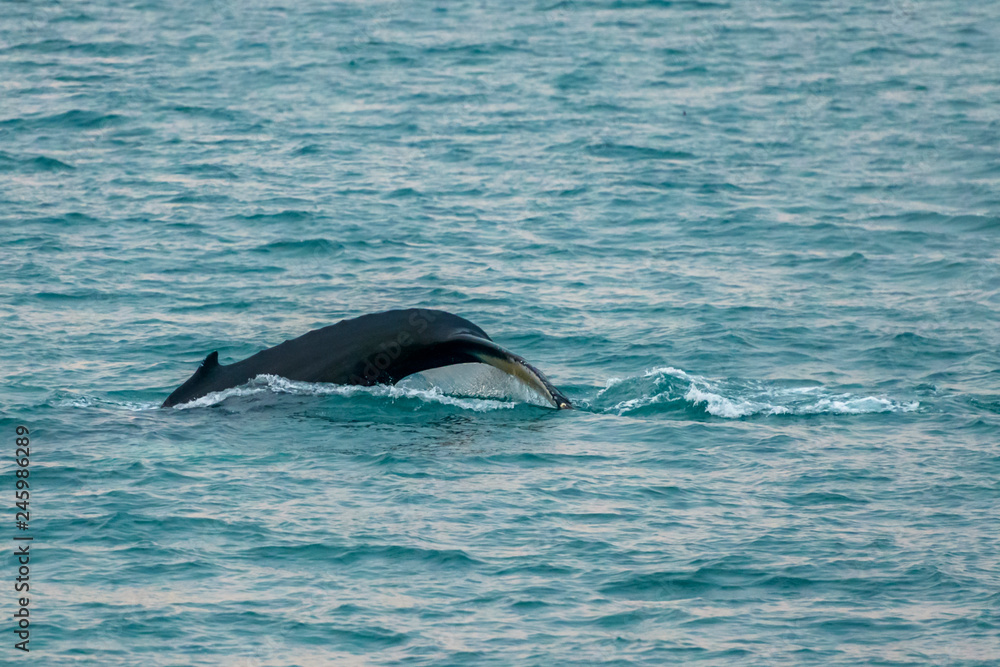 Fototapeta premium Island