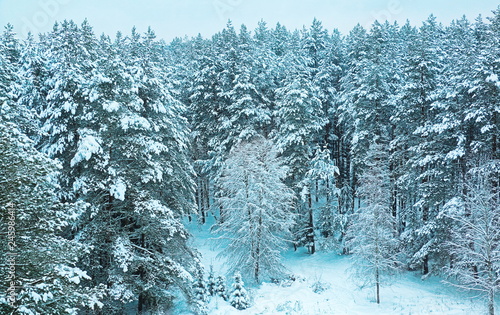 winter forest © FotMon