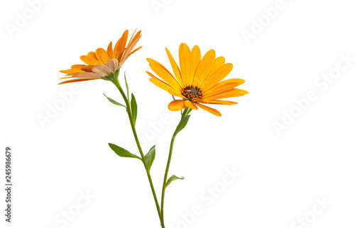 Osteosperumum Flower Daisy Isolated