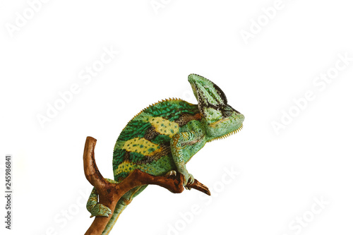 chameleon isolated on white background sitting on the wood