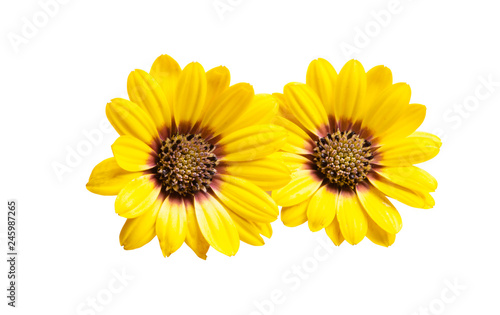 Osteosperumum Flower Daisy Isolated