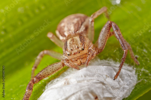 Macro of light brown spider of a crab with ootheca egg pouch on a green leaf. Macro image