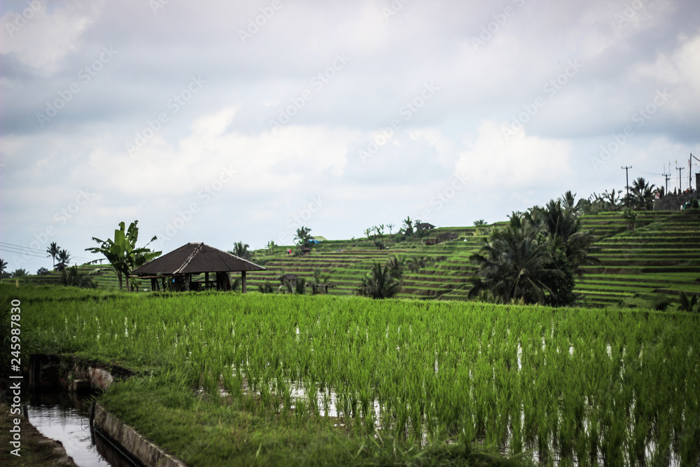 Rizières Bali Jatiluwih