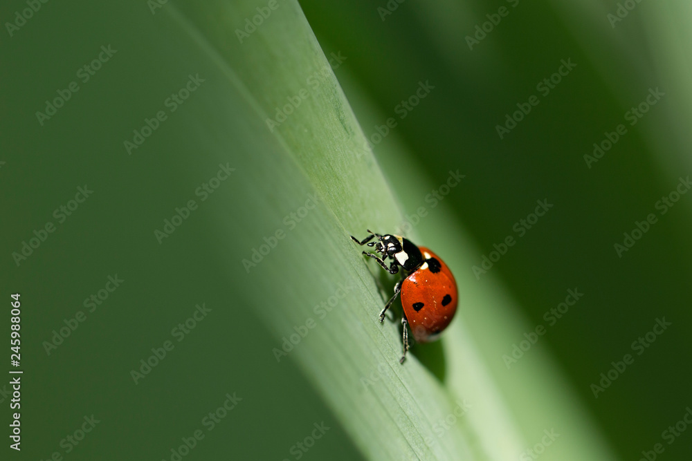 Fototapeta premium insect