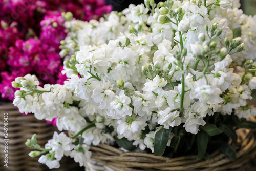 White Matthiola incana Francesca flowers in the garden shop.