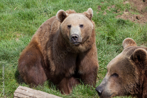 Alaskan Coastal Brown Bears