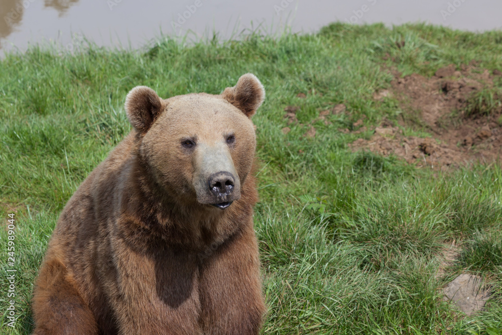 Obraz premium American Brown Bear