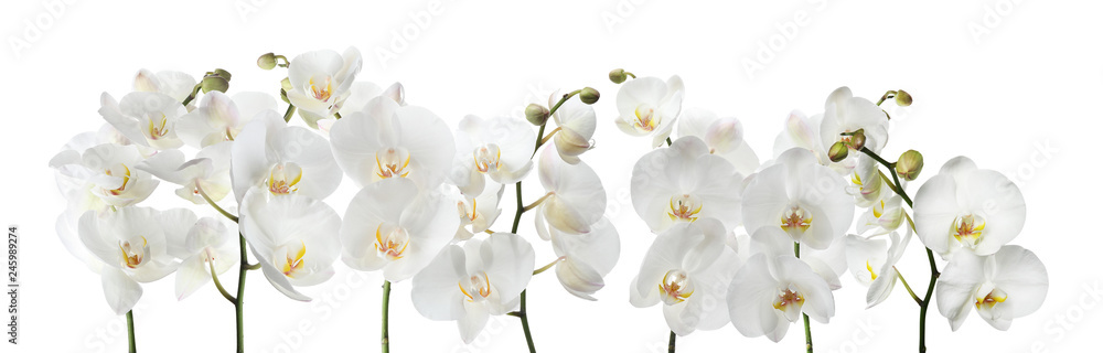Set of beautiful orchid phalaenopsis flowers on white background