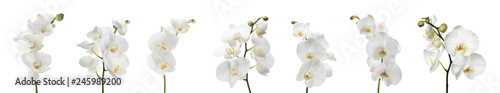 Fotografia Set of beautiful orchid phalaenopsis flowers on white background
