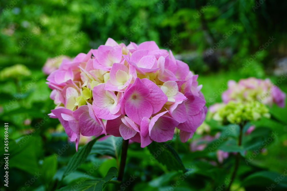Hydrangea macrophylla - Hortensia flower - Beautiful bush of hydrangea flowers in a garden Hydrangea macrophylla - Hortensia flower - Beautiful bush of hydrangea flowers in a garden