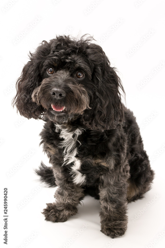 A black cockerpoo puppy photo shoot isolated on white background A black cockerpoo puppy photo shoot isolated on white background