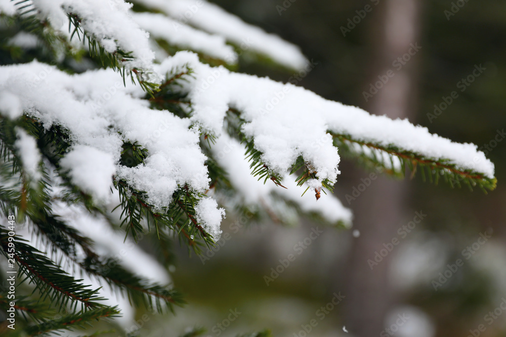 Closeup view of fir tree covered with snow outdoors on winter day