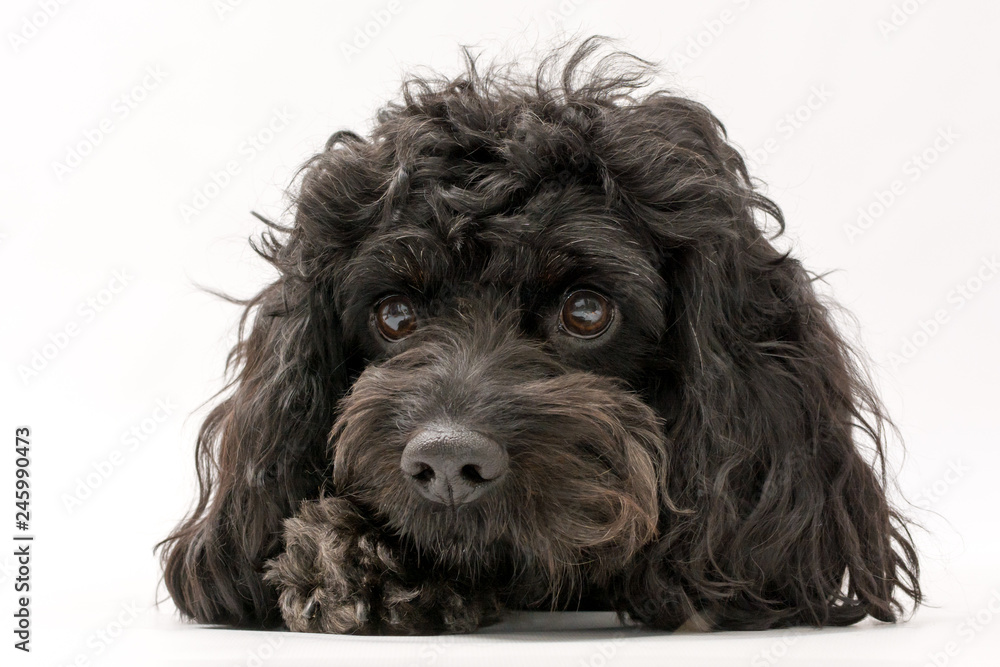 A black cockerpoo puppy photo shoot isolated on white background A black cockerpoo puppy photo shoot isolated on white background