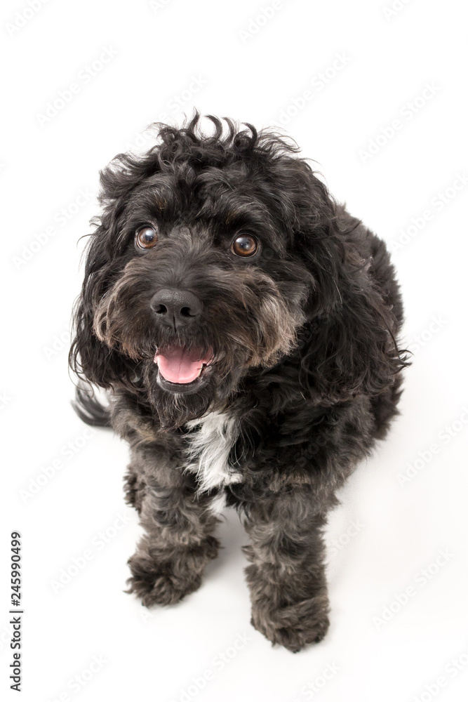 A black cockerpoo puppy photo shoot isolated on white background