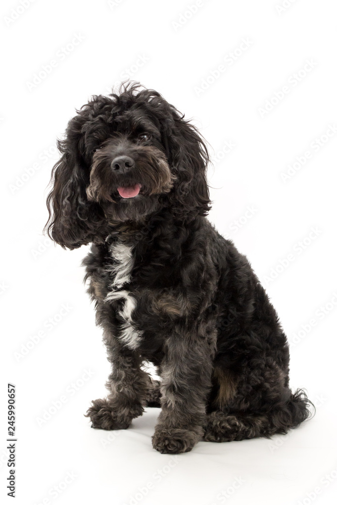 A black cockerpoo puppy photo shoot isolated on white background A black cockerpoo puppy photo shoot isolated on white background
