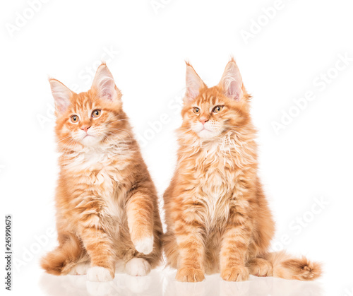 Maine Coon kittens