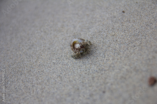 Little crab on the sand. Kata Beach on Phuket, Thailand.