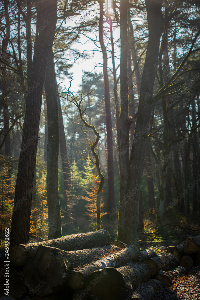 Der Wald an der Sechs-Seen-Platte Duisburg im Winter bei Sonnenschein Der Wald an der Sechs-Seen-Platte Duisburg im Winter bei Sonnenschein