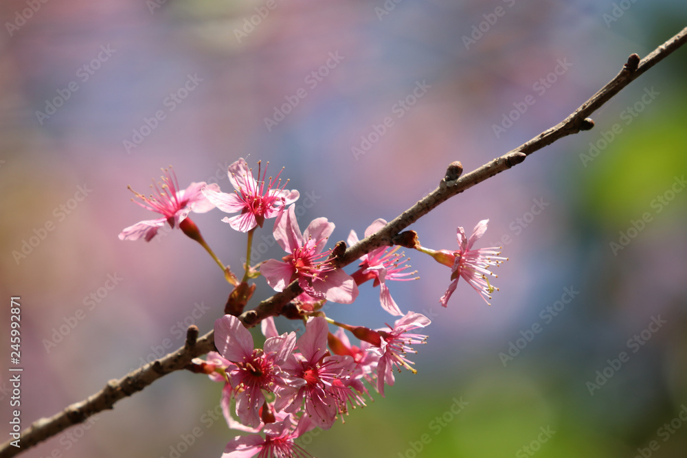 Wild Himalayan Cherry sakura closed up flowers beautiful daylight background Wild Himalayan Cherry sakura closed up flowers beautiful daylight background