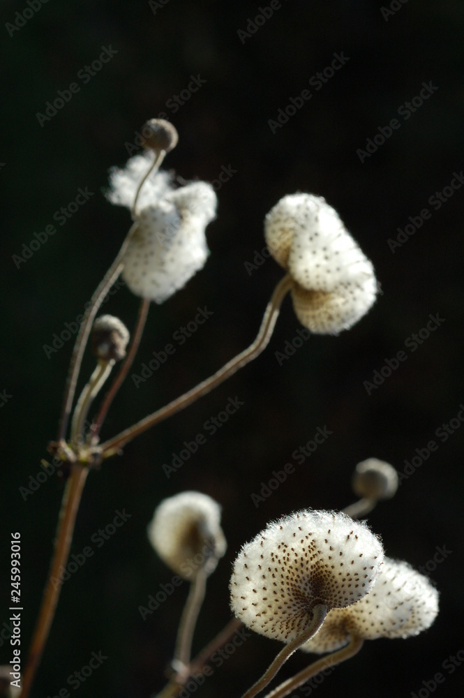 Japanese windflower, seeds