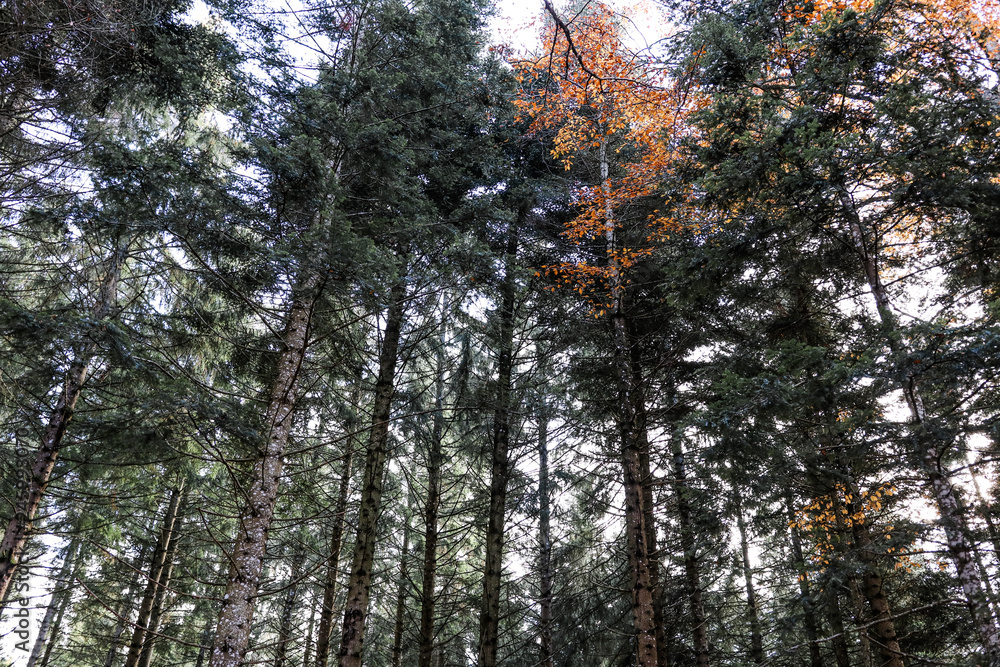 Arbre forêt Auvergne Arbre forêt Auvergne