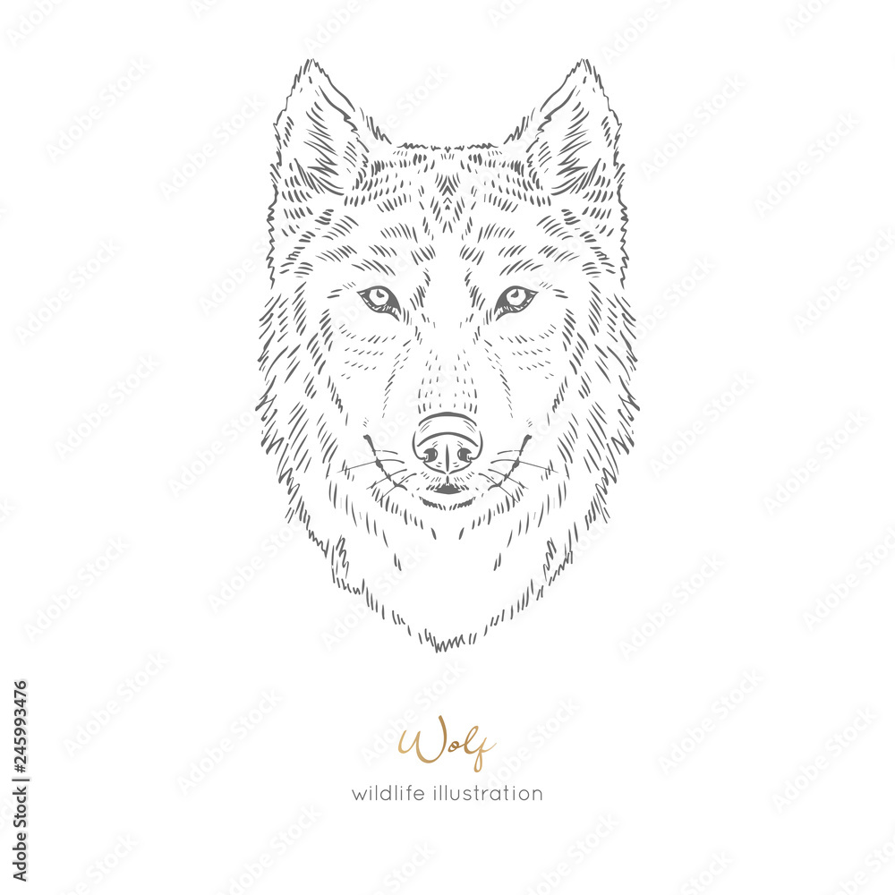 Fototapeta premium Vector symmetrical portrait illustration of wolf forest animal Hand drawn ink realistic animal sketching isolated on white. Perfect for logo branding colourig book design.