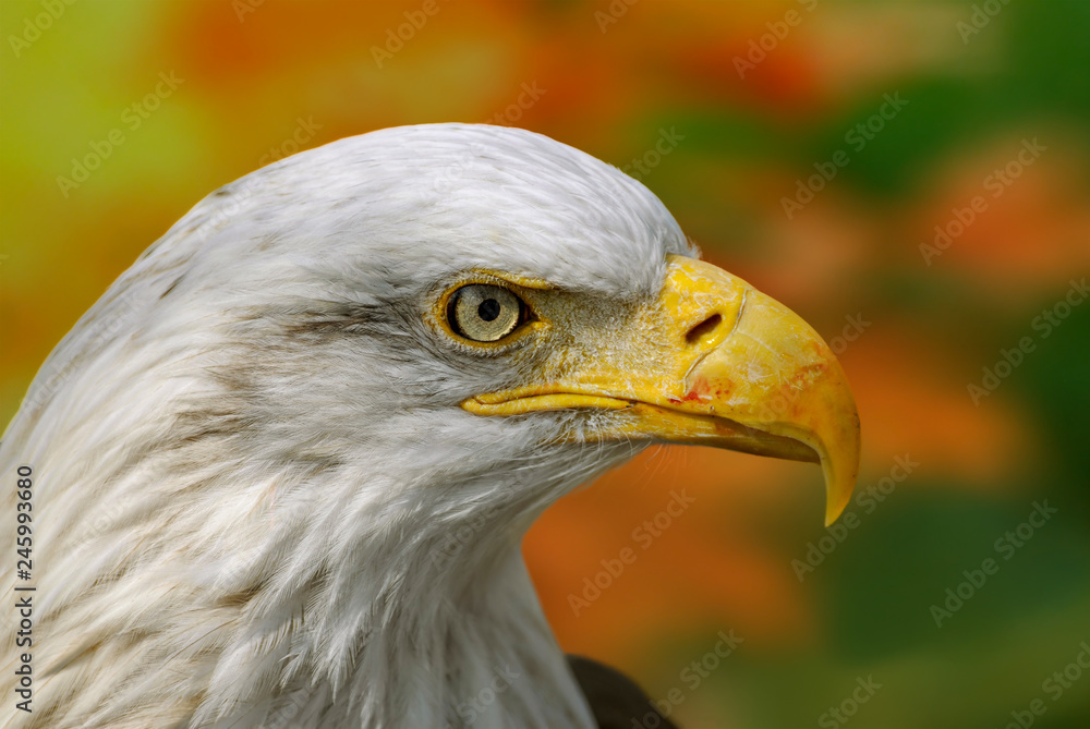Bald Eagle (Haliaeetus leucocephalus) in British Columbia, Canada Bald Eagle (Haliaeetus leucocephalus) in British Columbia, Canada