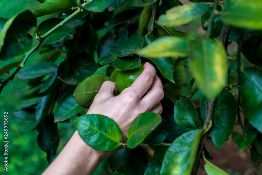 Woman hand picking lemon on lemon tree. Woman hand picking lemon on lemon tree.