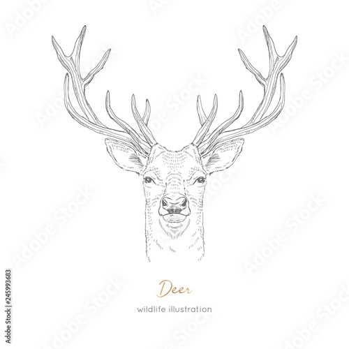 Vector symmetrical portrait illustration of deer forest animal Hand drawn ink realistic animal sketching isolated on white. Perfect for logo branding colourig book design.